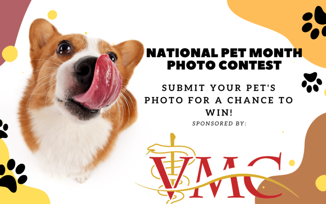 Sweepstakes for National Pet Day Prizes: How to Win Treats, Toys, and More for Your Furry Friends