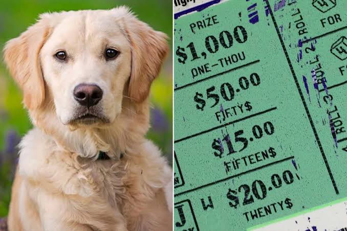 sweepstakes win stories pet owners